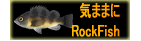 C܂܂RockFish 
